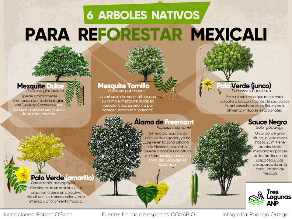 Árboles que puedes sembrar en Mexicali contra el calor