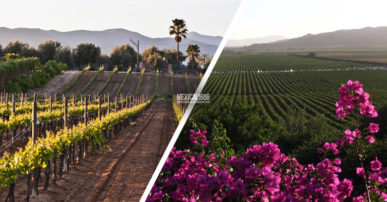 Ya se está preparando el Valle de Guadalupe para recibir cachanillas