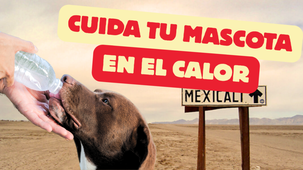cuidados de mascotas en el calor